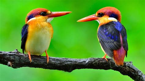 Colorful Birds Wallpapers Top Free Colorful Birds Backgrounds