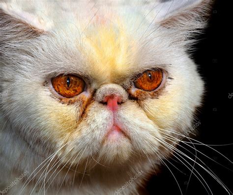 Angry Persian Cat — Stock Photo © rinderart #3846510