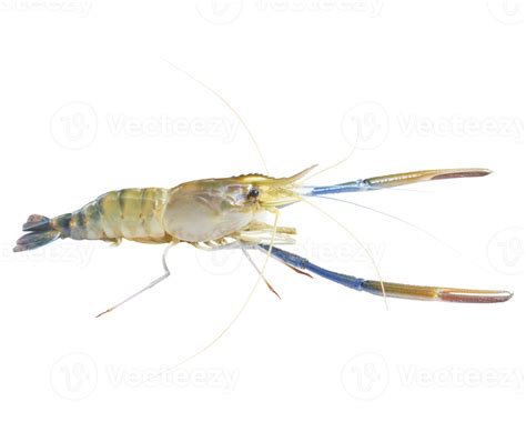 Fresh Prawns River Prawns That Live In Freshwater Natural Tropics