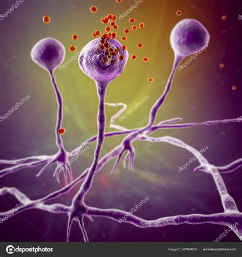 Mucormycosis Tranet Biologia Ufrj Br