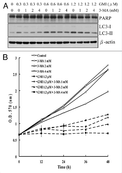 Effect Of Methyladenine On Gmi Mediated Autophagy Apoptosis And Cell