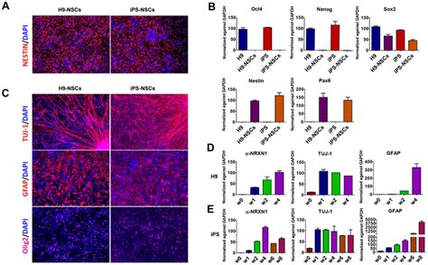 Neural Stem Cells Nscs Derived From Human Embryonic Stem Cells H And