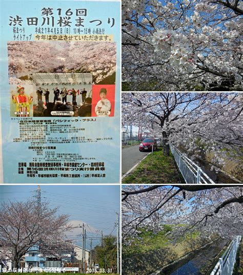 渋田川真土堤の桜