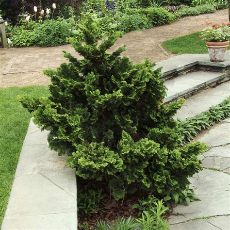 Dwarf Hinoki Cypresses For Sale