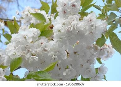 74 Prunus Shirotae Images Stock Photos 3D Objects Vectors