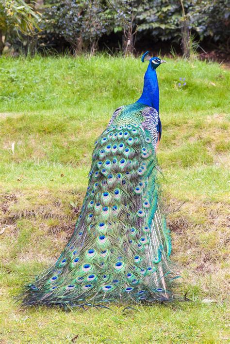 Rear View Of A Peacock Displaying His Fine Feathers 719757 Stock Photo