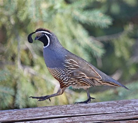 Pictures And Information On California Quail