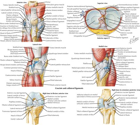 Knee Injuries - Clinical Tree
