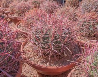 Ferocactus Cylindraceus V Lecontei Red Fire Barrel Cactus Planted And