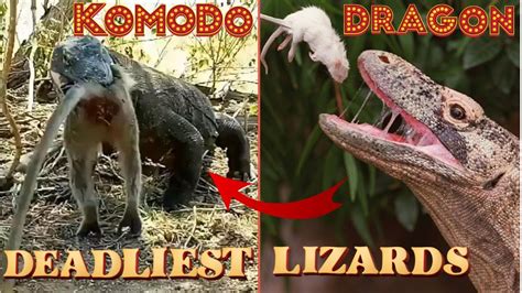 The Komodo Dragon The Worlds Largest Deadliest And Most Dangerous