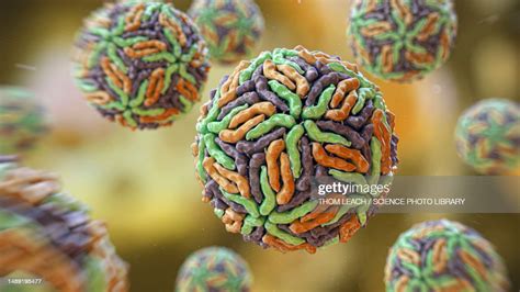 Flaviviridae Viruses Illustration High-Res Vector Graphic - Getty Images