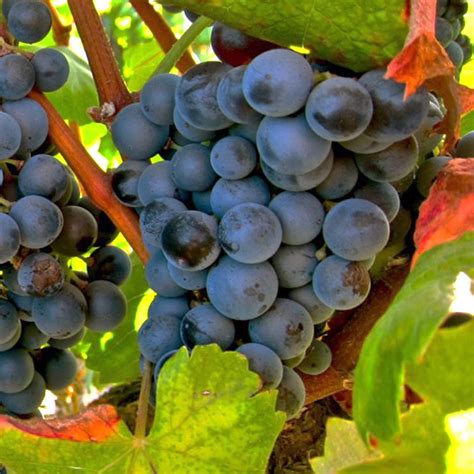 Los Terroirs Del Mundo Priorato Priorat La Canaster A