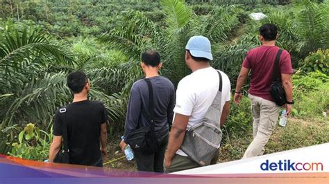 Dikira Babi Hutan Pria Pencari Brondolan Sawit Tewas Ditembak Pemburu