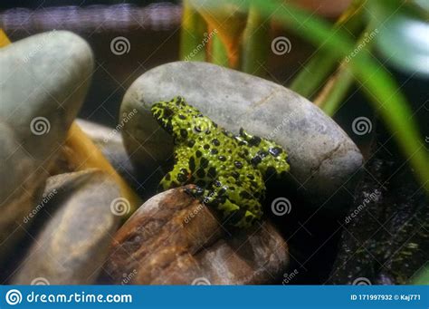 Close Up Of A Fire Belly Toad Stock Photo Image Of Green Warm 171997932