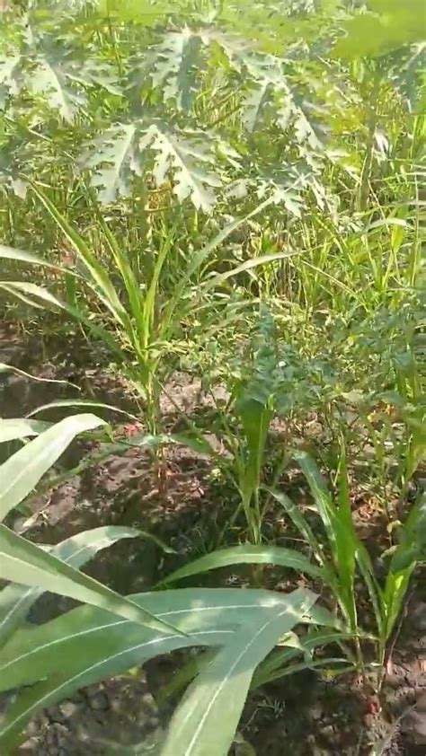 Tumpang Sari Jagung Lombok Dan Pepaya Dalam 1 Lahan Farming