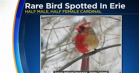 Rare Half-Male, Half-Female Cardinal Spotted In Western Pennsylvania ...