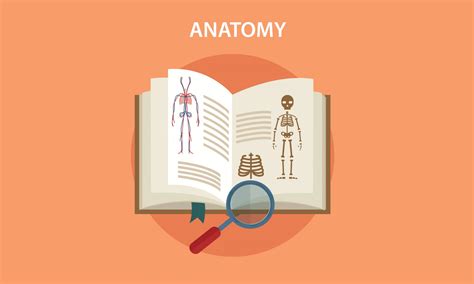 virtual cadaver dissection  innovative approach