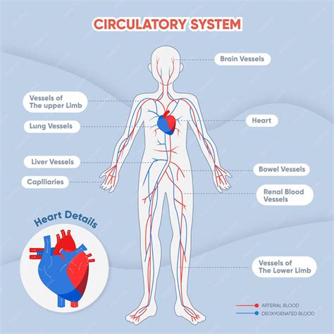 Infográfico De Sistema Circulatório Plano Vetor Grátis