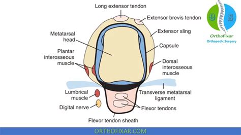 Foot Anatomy | OrthoFixar 2024