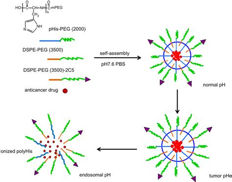 Figure 1 From PH Sensitive Poly Histidine PEG DSPE PEG Co Polymer