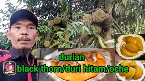 Durian Black Thorn Duri Hitam Oche Jual Bibit Durian Area Lampung