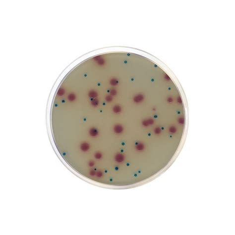 Esbl Chromogenic Agar Formato G