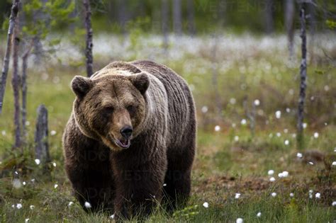 European Brown Bear Ursus Arctos Walking In Meadow Of Blooming Cotton