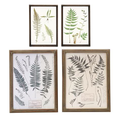 Four Framed Botanical Fern Works Lot The Estate Of The Late