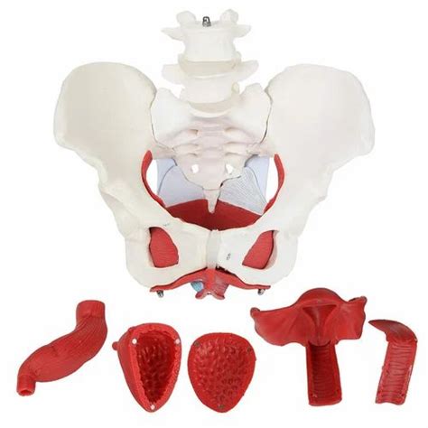 ZX 1233 Female Pelvic Muscles With Removable Genitals At Rs 7000