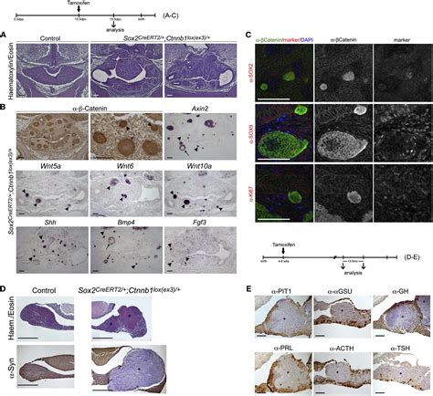 Sox2 Stem Progenitor Cells In The Adult Mouse Pituitary Support Organ