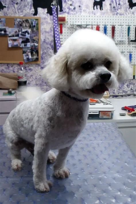 Bichon Frise Full Grown Size - Gimera