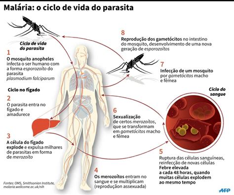 O Que É Impaludismo - Impaludismo, febre palustre, febre terçã ou quartã – muitos nomes e uma ...