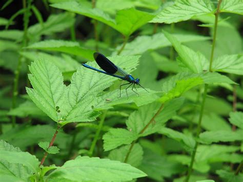 Dragonfly Insecto Naturaleza Foto Gratis En Pixabay Pixabay