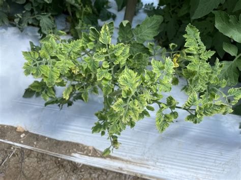 Tomato Yellow Leaf Curl Virus | NC State Extension Publications