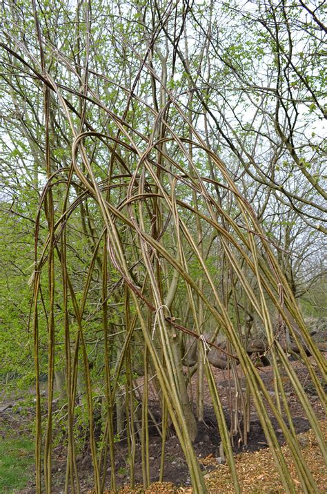 Living Willow 5 Creative With Nature Willow Weaving