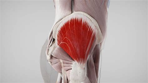 Musculus Gluteus Medius Doccheck