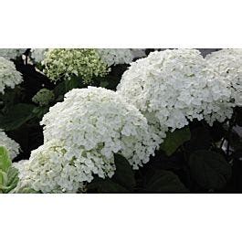 Thompson And Morgan Hydrangea Arborescens Annabelle Cm Pot Plant