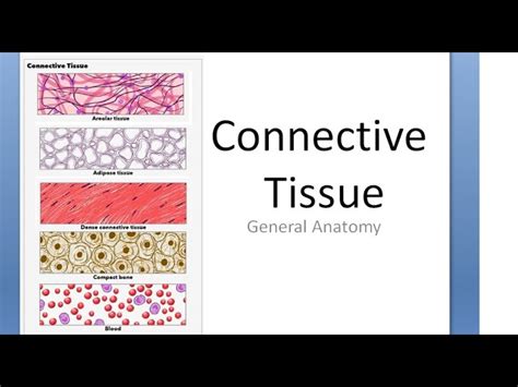 Blood Tissue Labeled