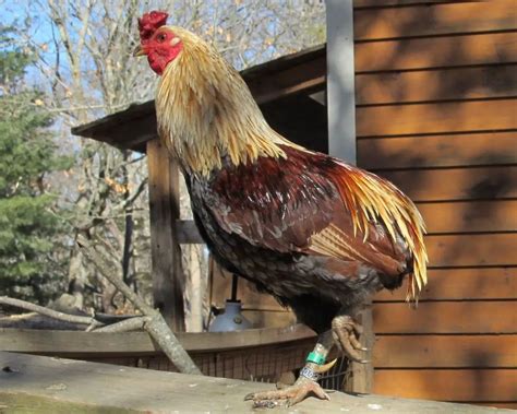 Gallina Araucana 】características Crianza Huevos Y Mas