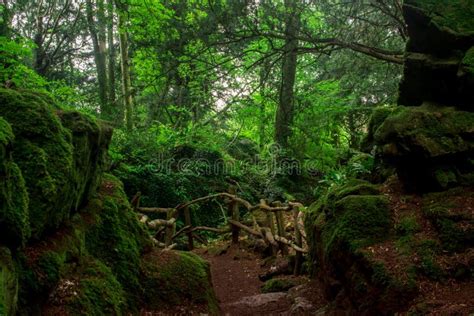 The Moss Covered Rocks Of Puzzlewood An Ancient Woodland Near Coleford