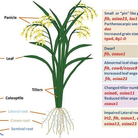 Auxin Regulates Agriculturally Important Developmental Processes In