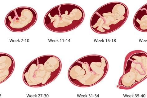مراحل نمو الجنين في بطن امه بالتفصيل أنا مامي