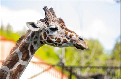 Calgary Zoos Beloved Giraffe ‘carrie Dies Citynews Calgary