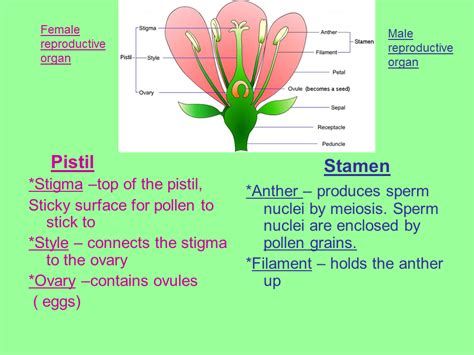 Reproduction In Flowering Plants Presentation Biology