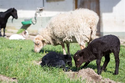 Wildpark Freut Sich Ber Nachwuchs Bei Ziegen Und Schafen