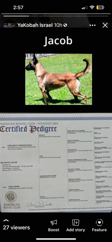 Belgian Malinois Puppies For Sale In Georgia