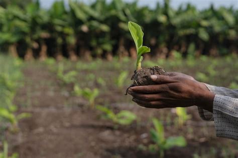 Premium Photo | Banana plantation