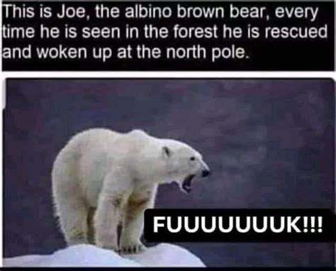 Albino Brown Bear 9gag