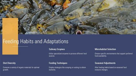 Feeding Habits And Adaptations Ametabolous Metamorphosis PPT Presentation ACP PPT Template