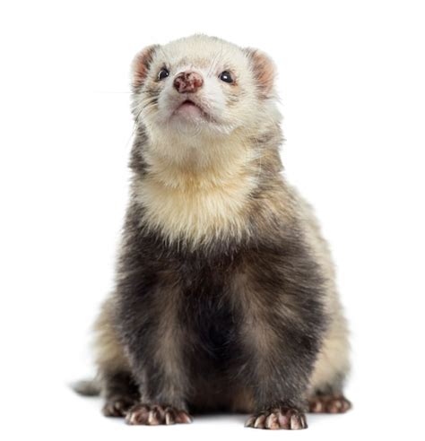 Premium Photo Ferret Sitting Isolated On White